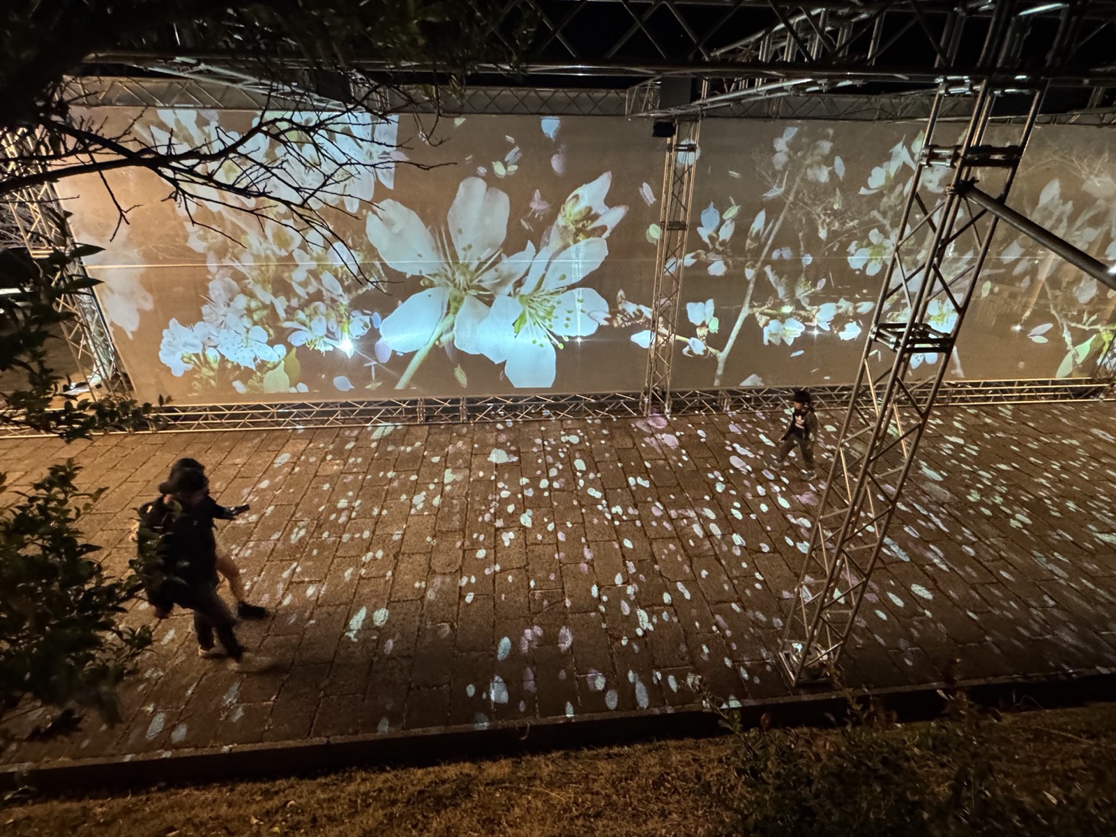 桜クローズアップ