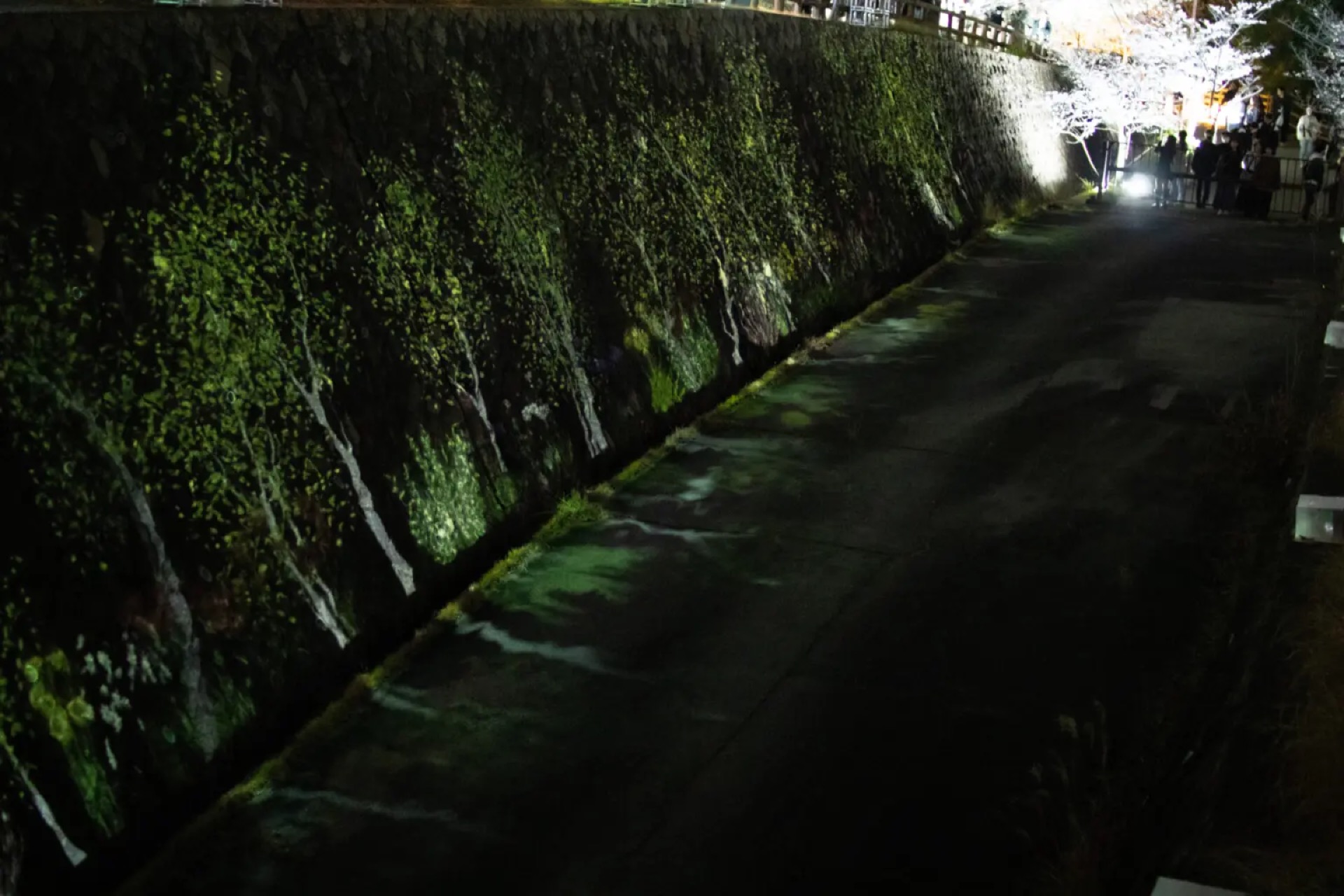 石垣に森の投影