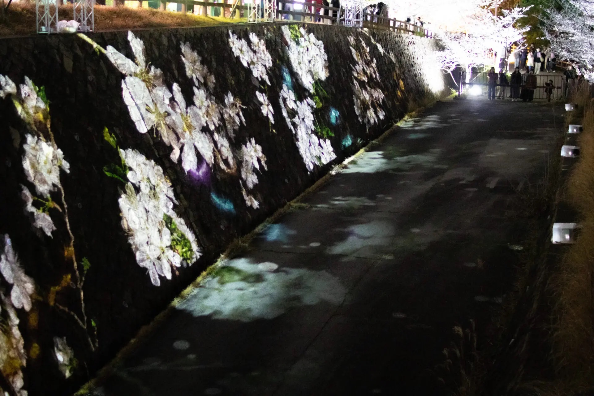 石垣に桜の投影